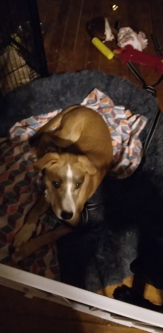 Enlarge Rose - RICHMOND, IN, a Adoptable mixed breed in LOWELL, IN image 5/6