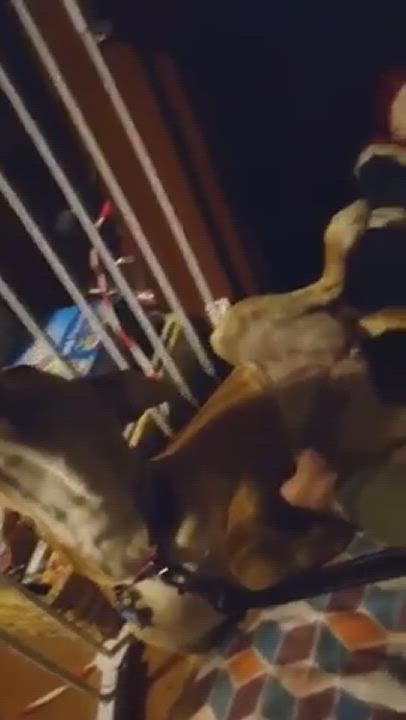 Enlarge Rose - RICHMOND, IN, a Adoptable mixed breed in LOWELL, IN video 6/6