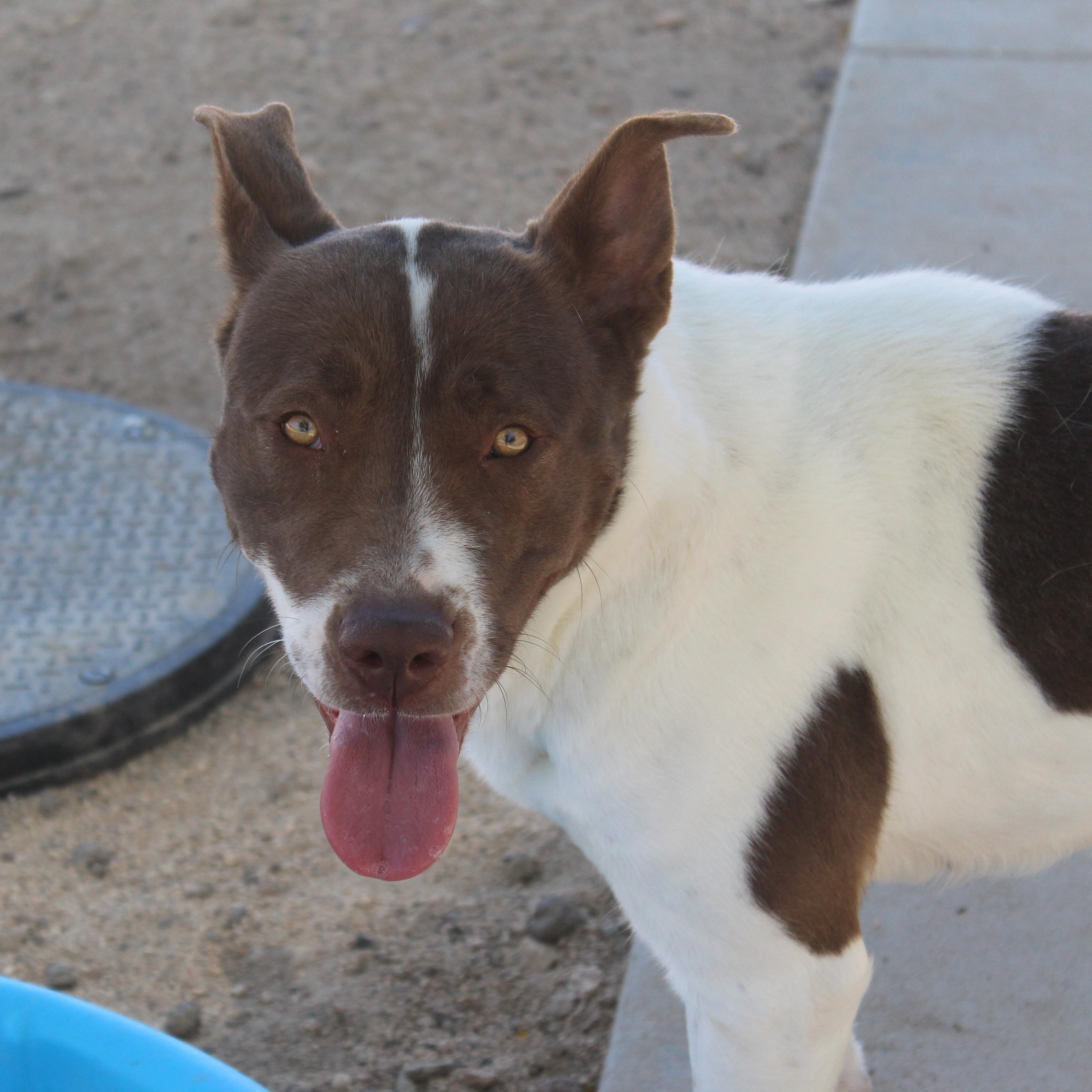 Enlarge Amy , a ADOPTABLE mixed breed in Yucca Valley, CA image 1/6