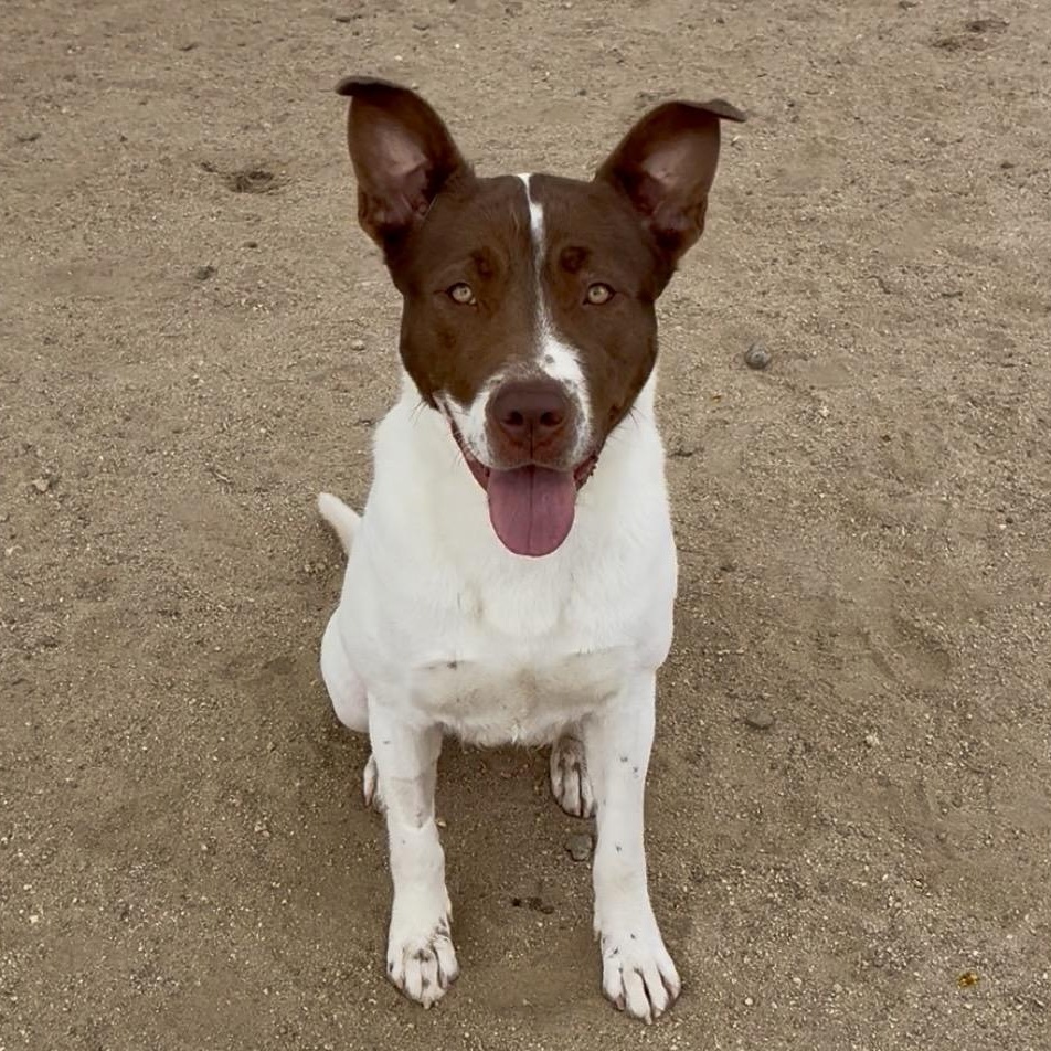 Amy , ADOPTABLE, Adult Female Pit Bull Terrier & Hound.