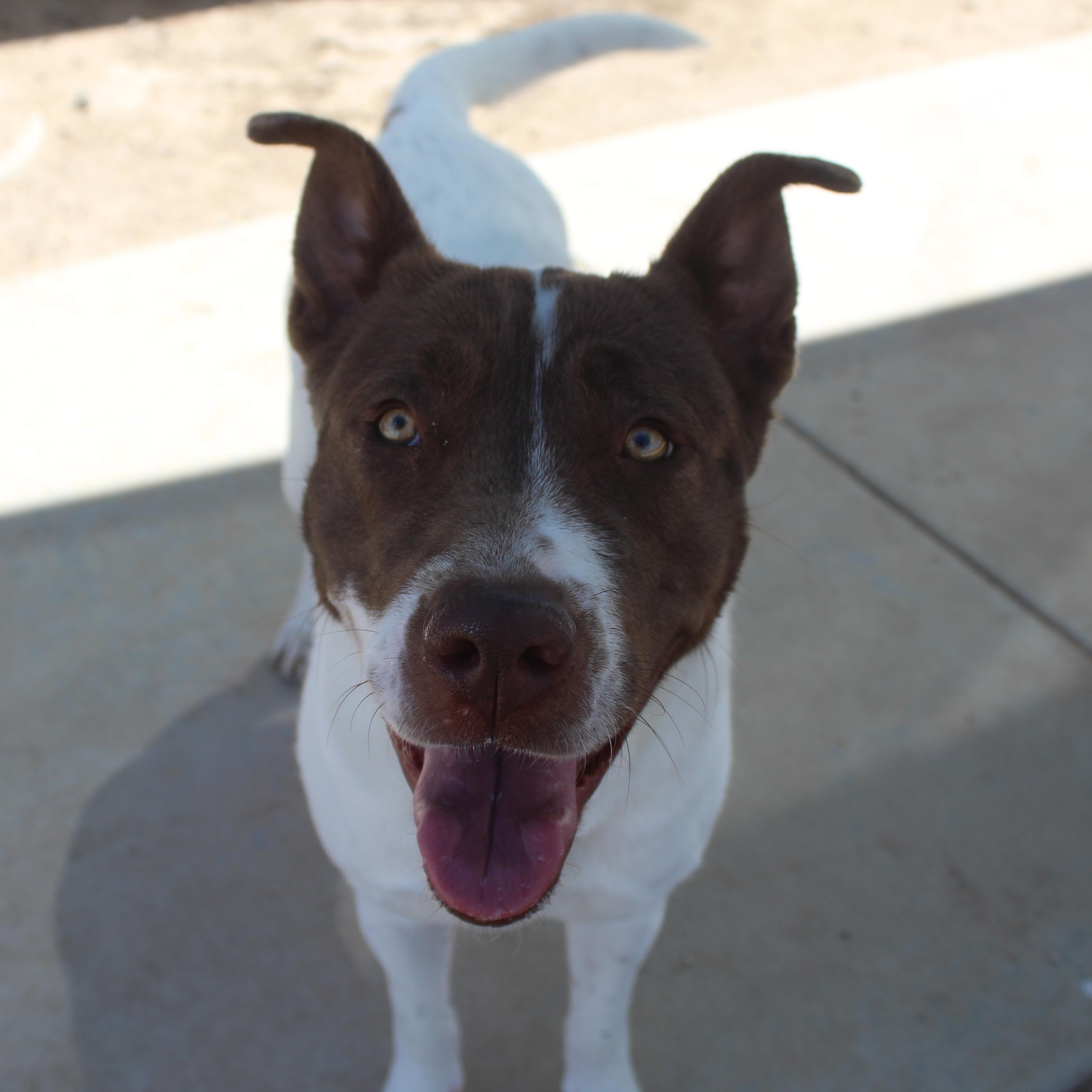 Enlarge Amy , a ADOPTABLE mixed breed in Yucca Valley, CA image 2/6