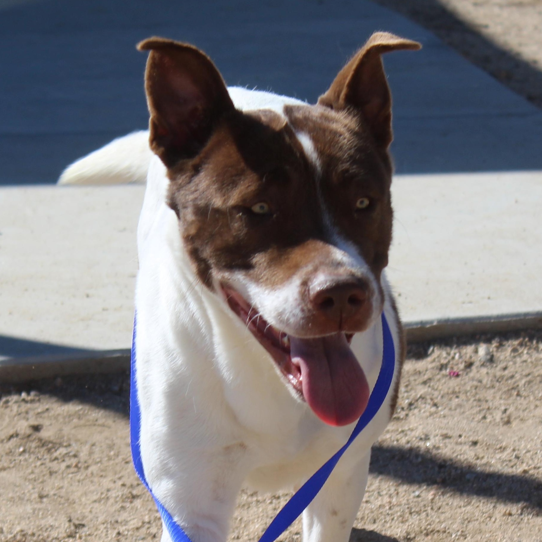 Enlarge Amy , a ADOPTABLE mixed breed in Yucca Valley, CA image 5/6
