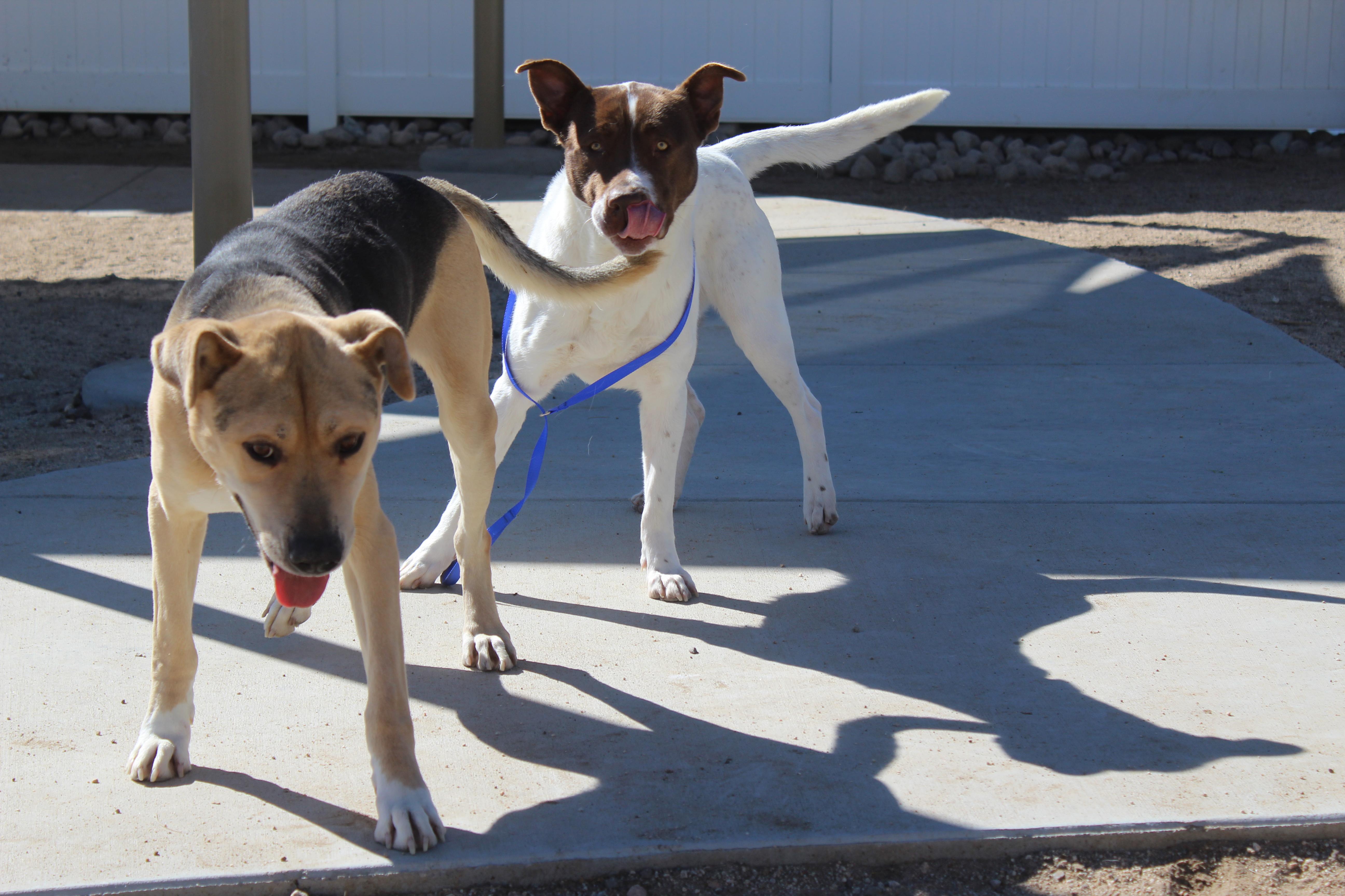 Enlarge Amy , a ADOPTABLE mixed breed in Yucca Valley, CA image 6/6
