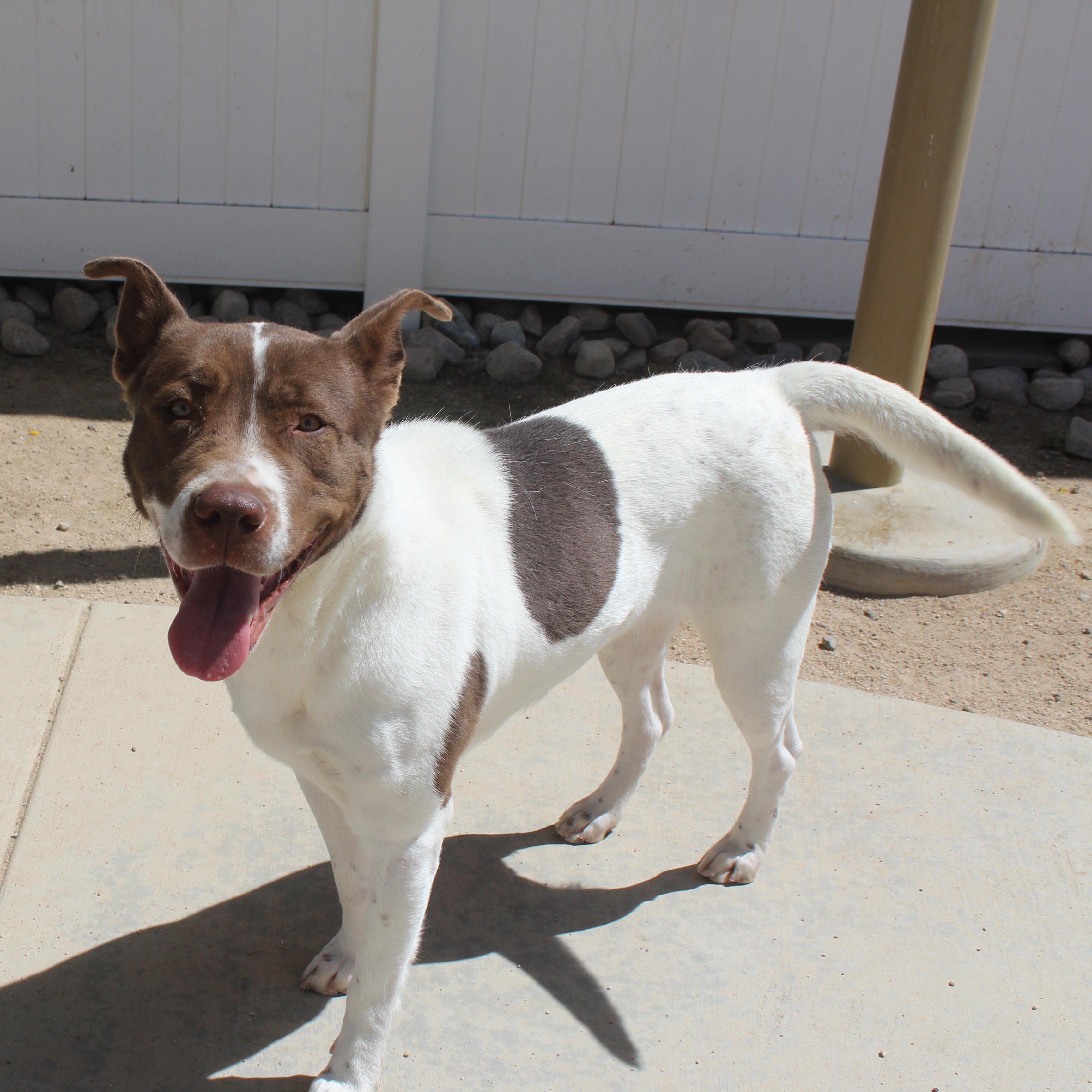 Enlarge Amy , a ADOPTABLE mixed breed in Yucca Valley, CA image 4/6