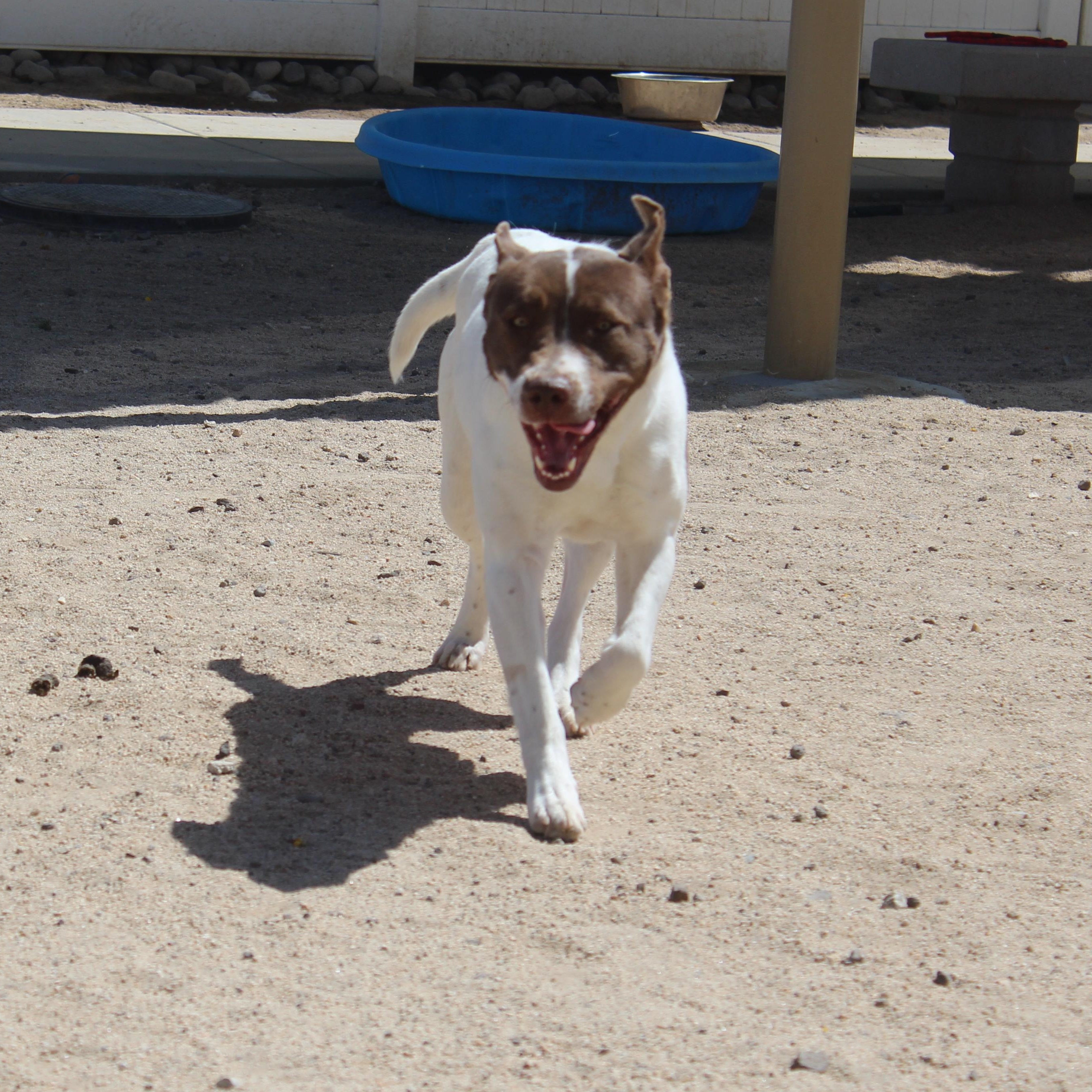 Enlarge Amy , a ADOPTABLE mixed breed in Yucca Valley, CA image 3/6