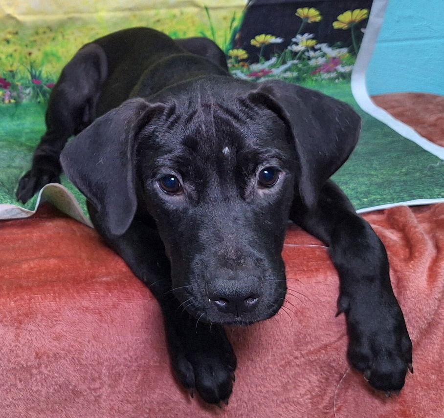 Enlarge 251110  Dingus, a Adoptable Labrador Retriever in Wetumpka, AL image 1/3