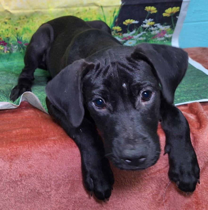 Enlarge 251110  Dingus, a Adoptable Labrador Retriever in Wetumpka, AL image 2/3