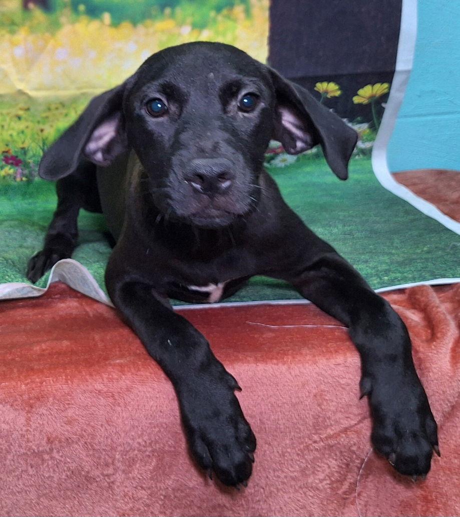 Enlarge 251110  Dingus, a Adoptable Labrador Retriever in Wetumpka, AL image 3/3