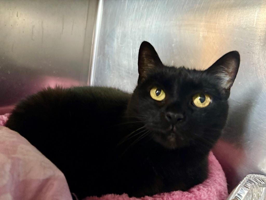 Cecelia, Adoptable, Senior Female Domestic Short Hair.