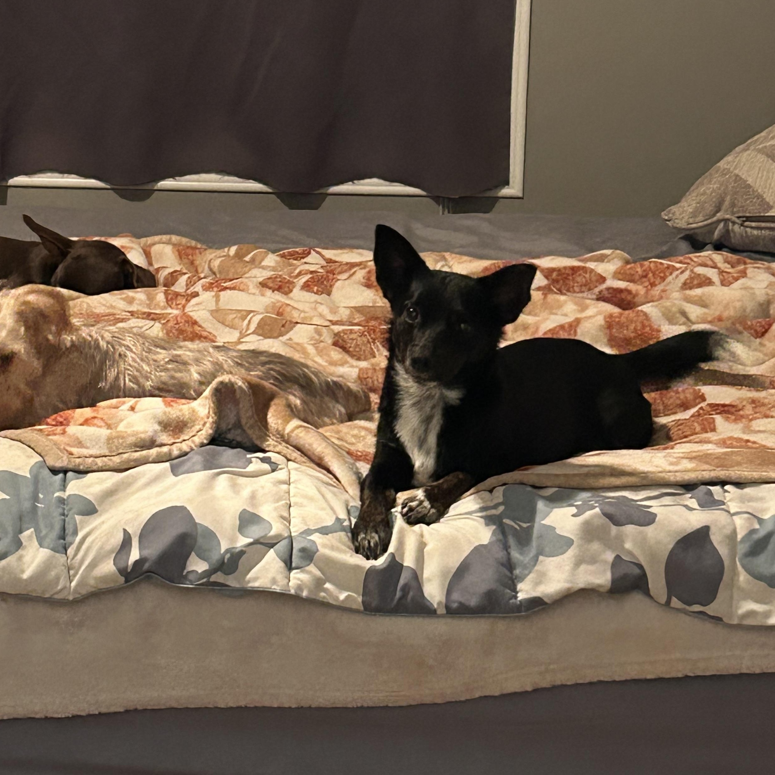 Mandy, Adoptable, Young Female Chiweenie.