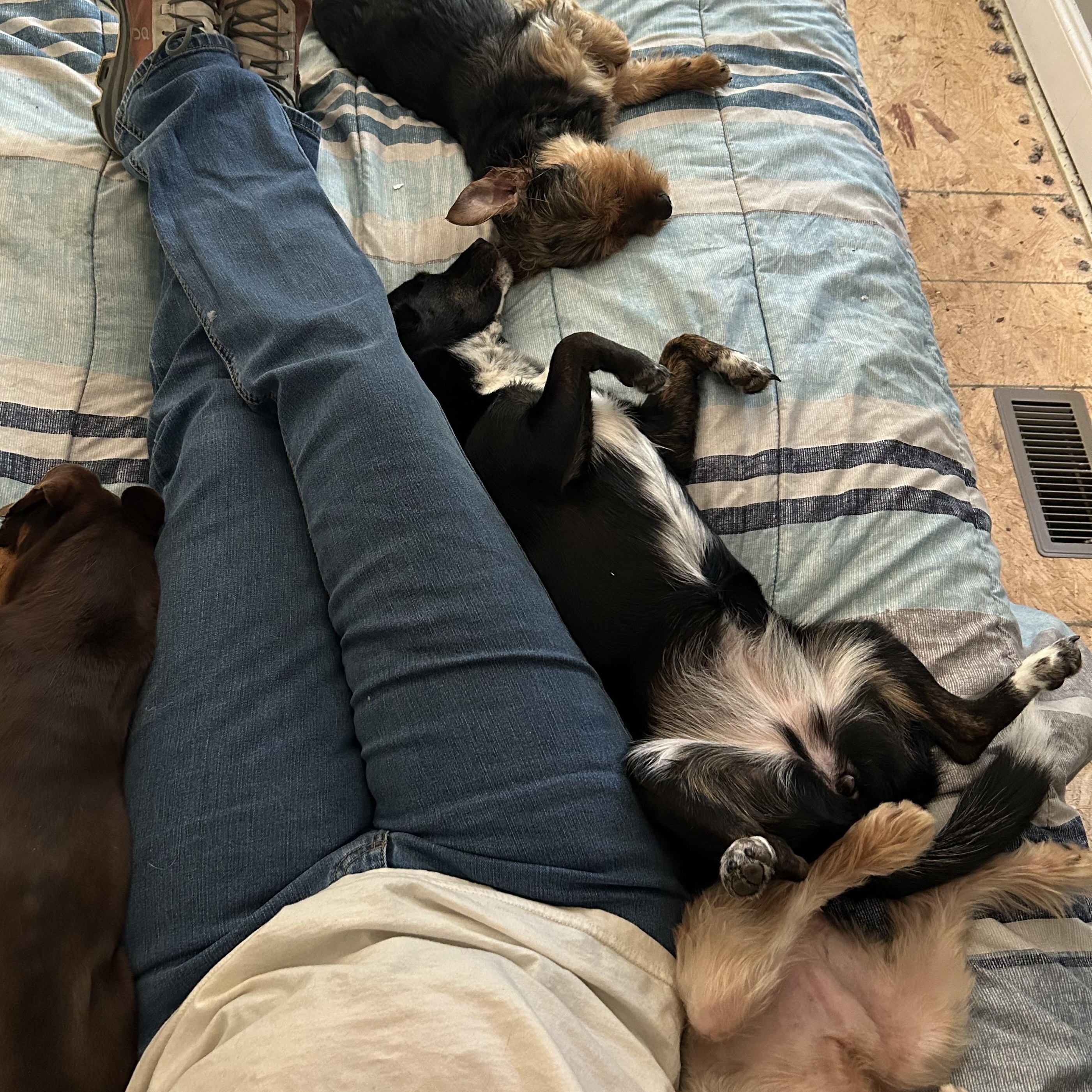 Mandy, a Adoptable Chiweenie in Big Rock, TN image 3/3