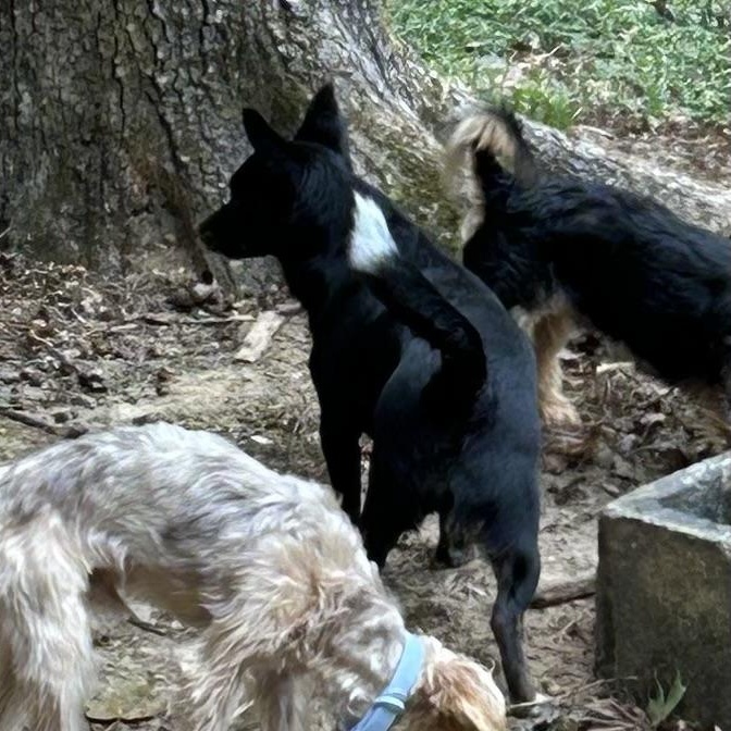 Mandy, a Adoptable Chiweenie in Big Rock, TN image 2/3