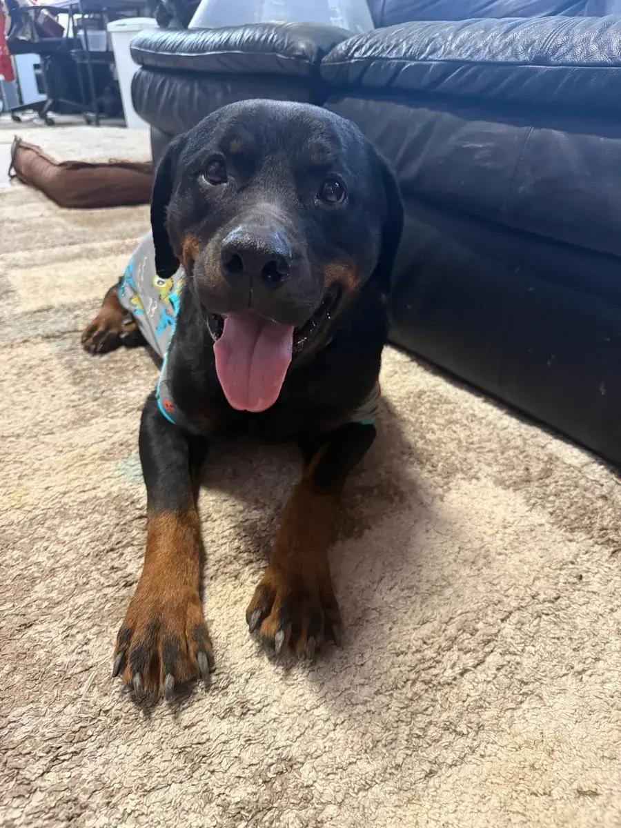 Harlee ( Bonded to Hendrix), a ADOPTABLE Rottweiler in Polk, OH image 2/6