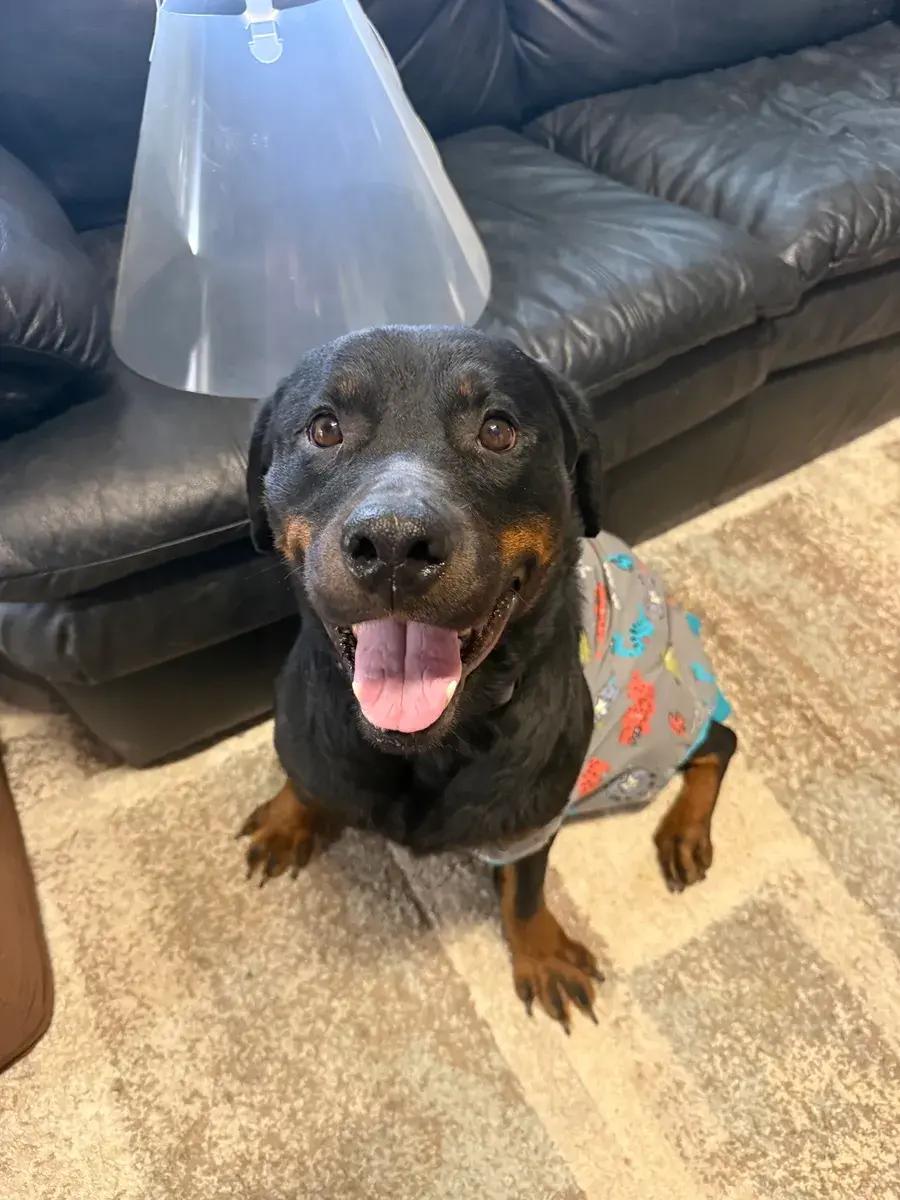 Harlee ( Bonded to Hendrix), a ADOPTABLE Rottweiler in Polk, OH image 4/6