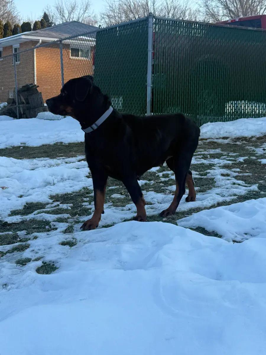 Harlee ( Bonded to Hendrix), a ADOPTABLE Rottweiler in Polk, OH image 6/6