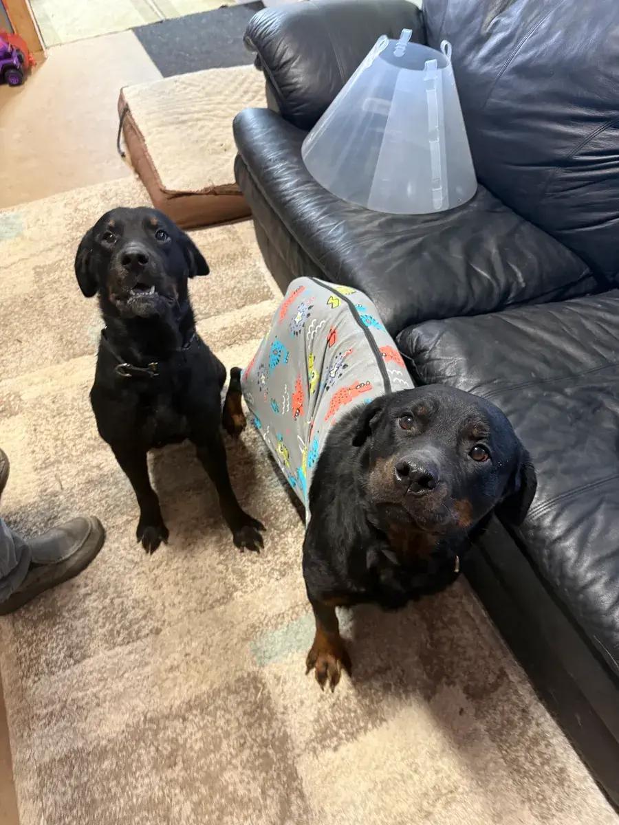 Harlee ( Bonded to Hendrix), ADOPTABLE, Adult Female Rottweiler.