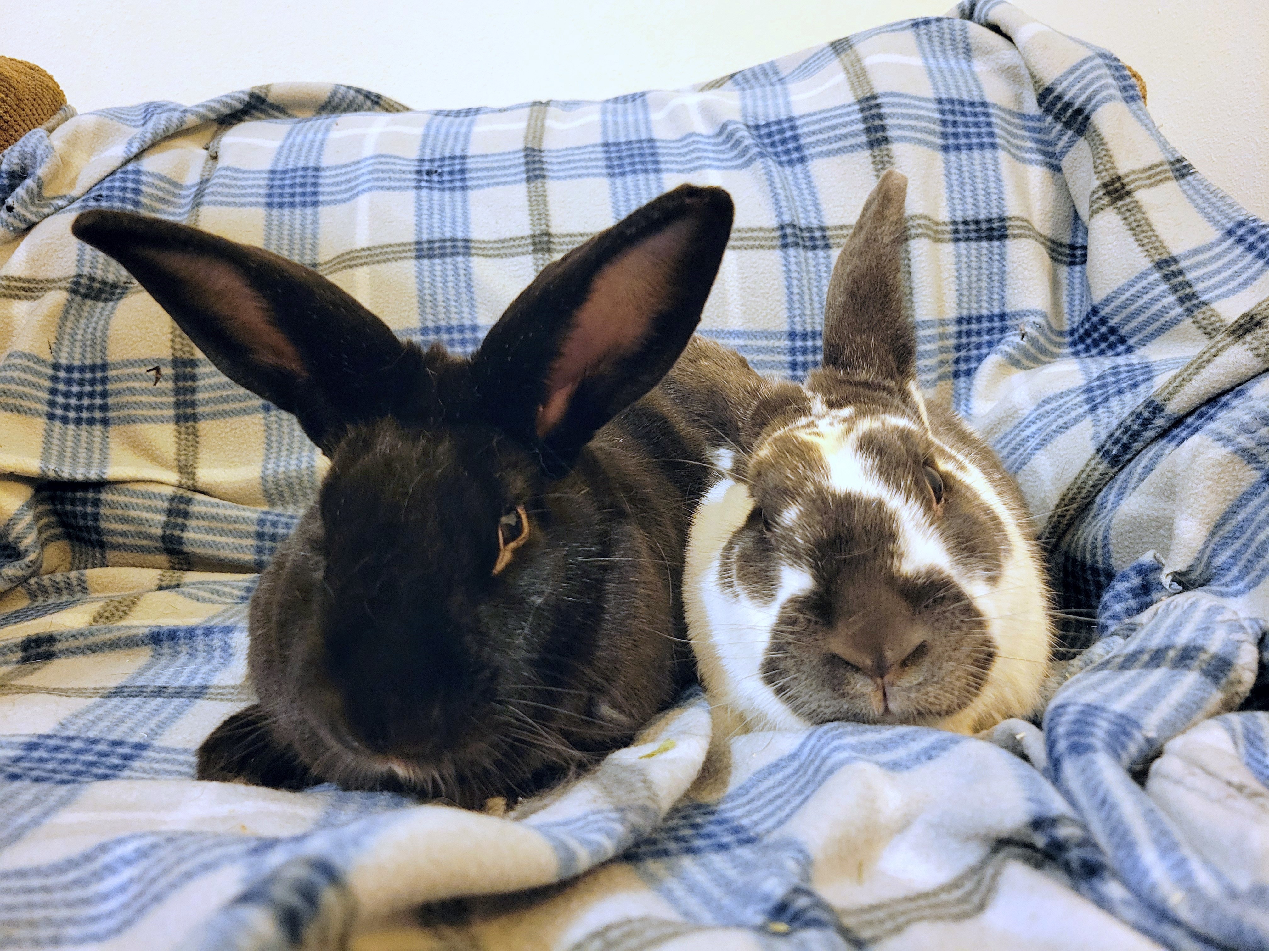 Acaiberry and Gojiberry