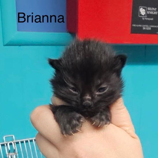 Brianna, Adopted, Kitten Female Domestic Medium Hair.