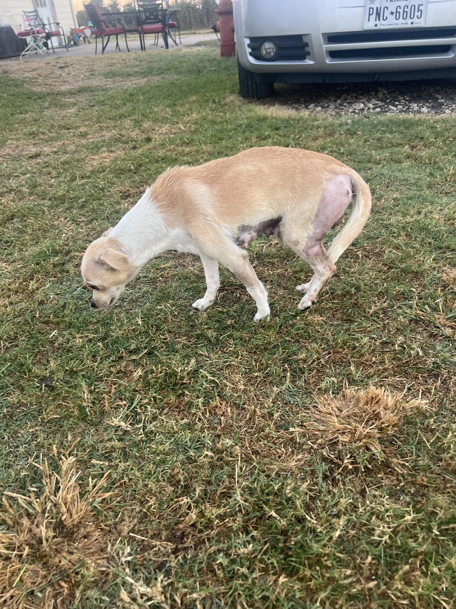 Sally, adopted, Young Female Chihuahua & Mixed Breed.