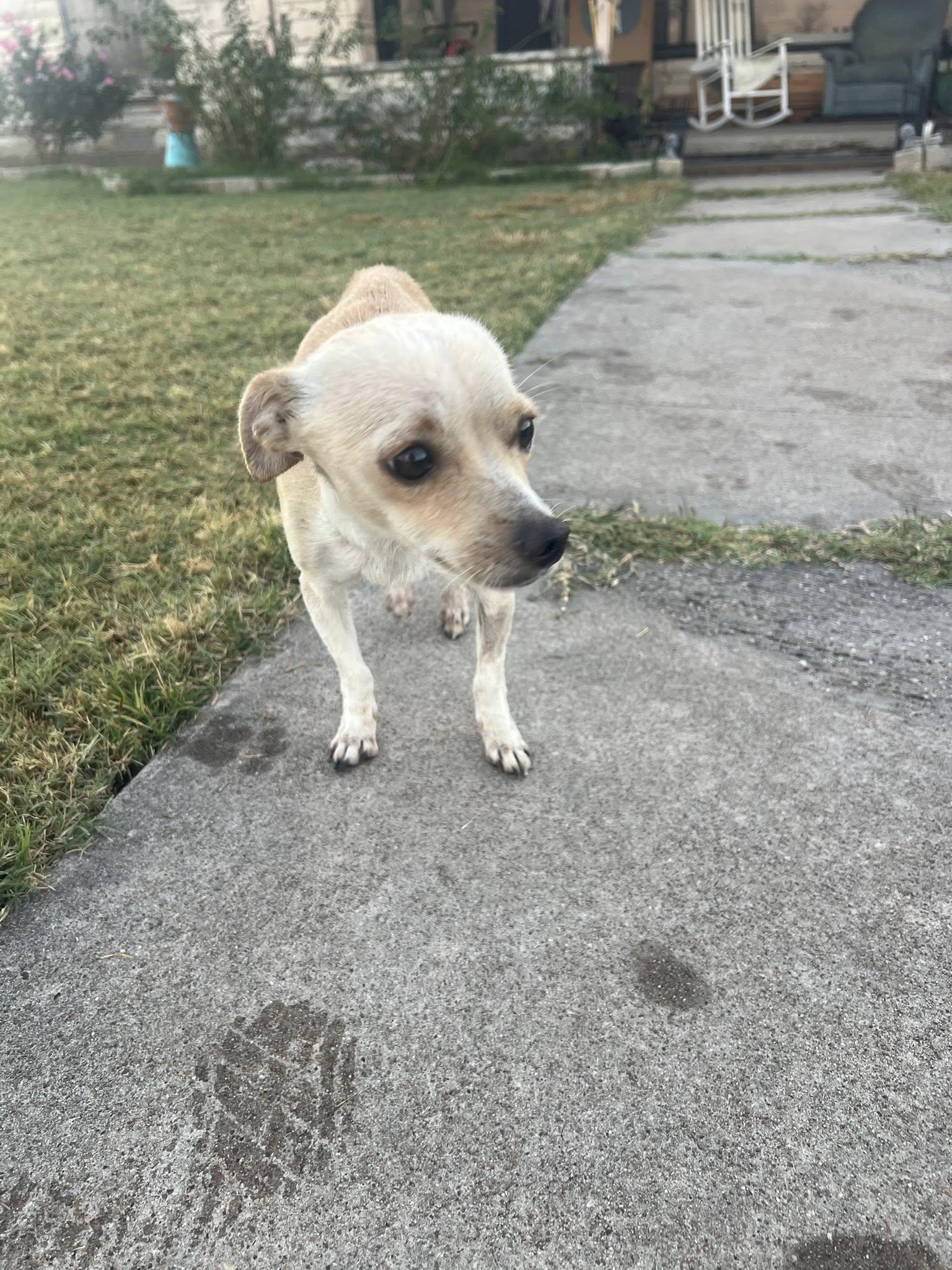 Enlarge Sally, an adopted mixed breed in Temple, TX image 2/2
