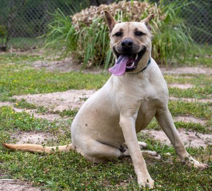 Simon, Adoptable, Young Male Mixed Breed & Mixed Breed.