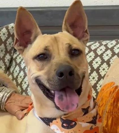 Enlarge Simon, a Adoptable mixed breed in Tyler, TX image 2/3