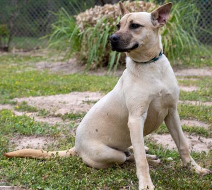 Enlarge Simon, a Adoptable mixed breed in Tyler, TX image 3/3