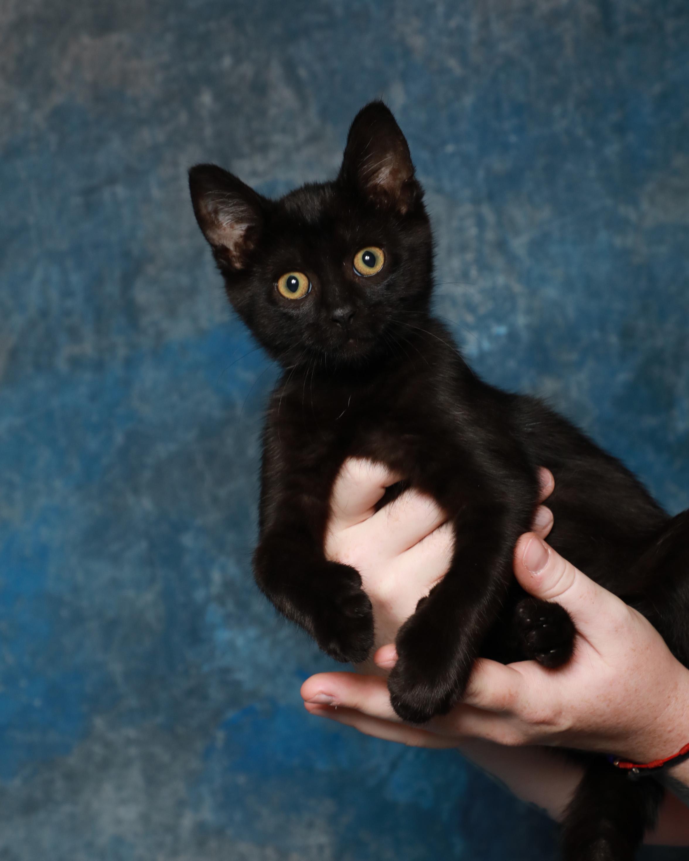 Enlarge Tiana, a Adoptable Domestic Short Hair in Rock Falls, IL image 1/1