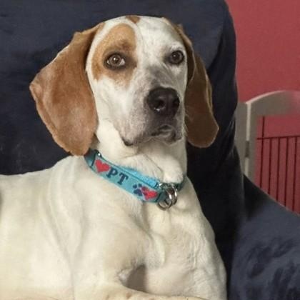 Millie, a ADOPTABLE Treeing Walker Coonhound in Avon, IN image 2/2