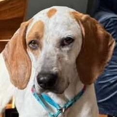 Millie, a ADOPTABLE Treeing Walker Coonhound in Avon, IN image 1/2