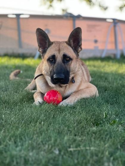 Tucker, Adoptable, Young Male German Shepherd Dog & Mixed Breed.