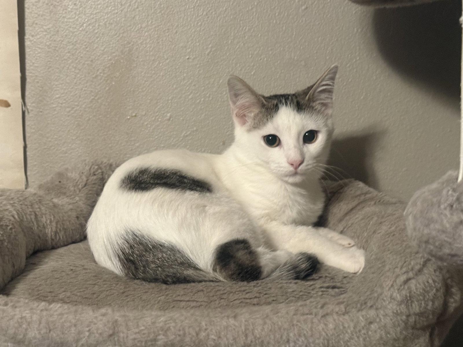 Enlarge Lexy, a Adoptable Domestic Short Hair in Fenton, MO image 1/3