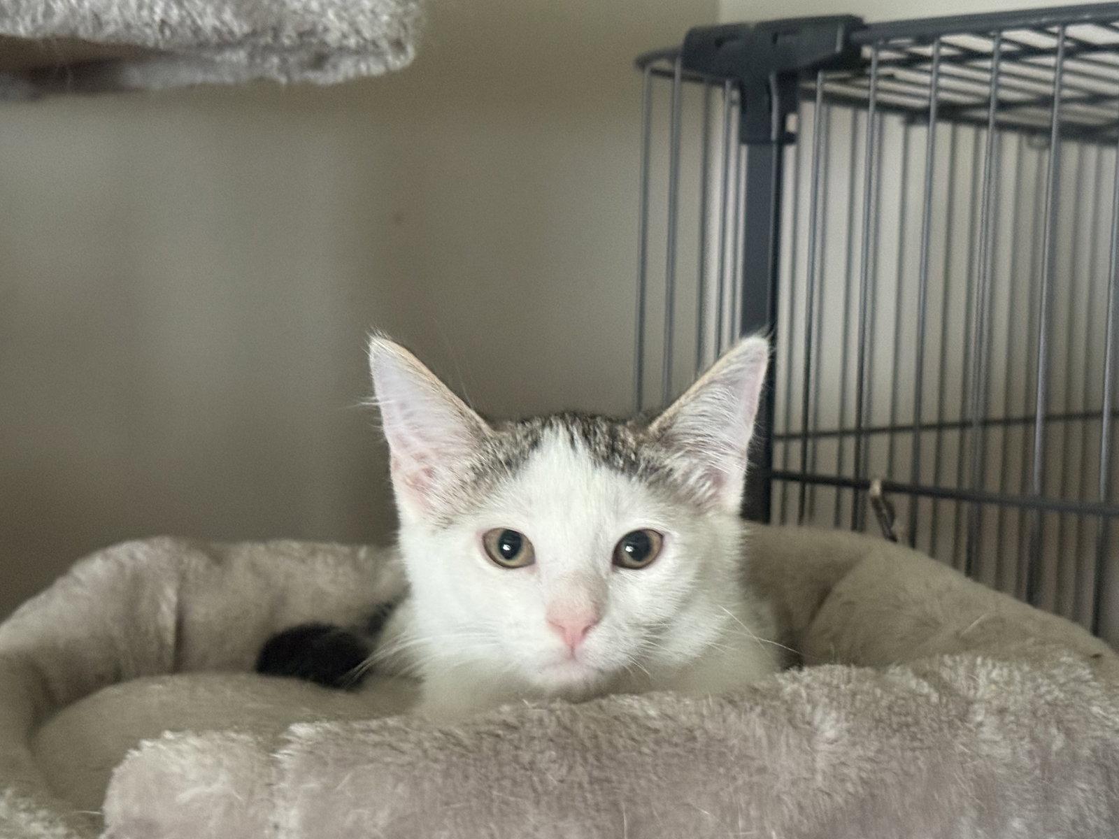 Lexy, a Adoptable Domestic Short Hair in Fenton, MO image 1/2