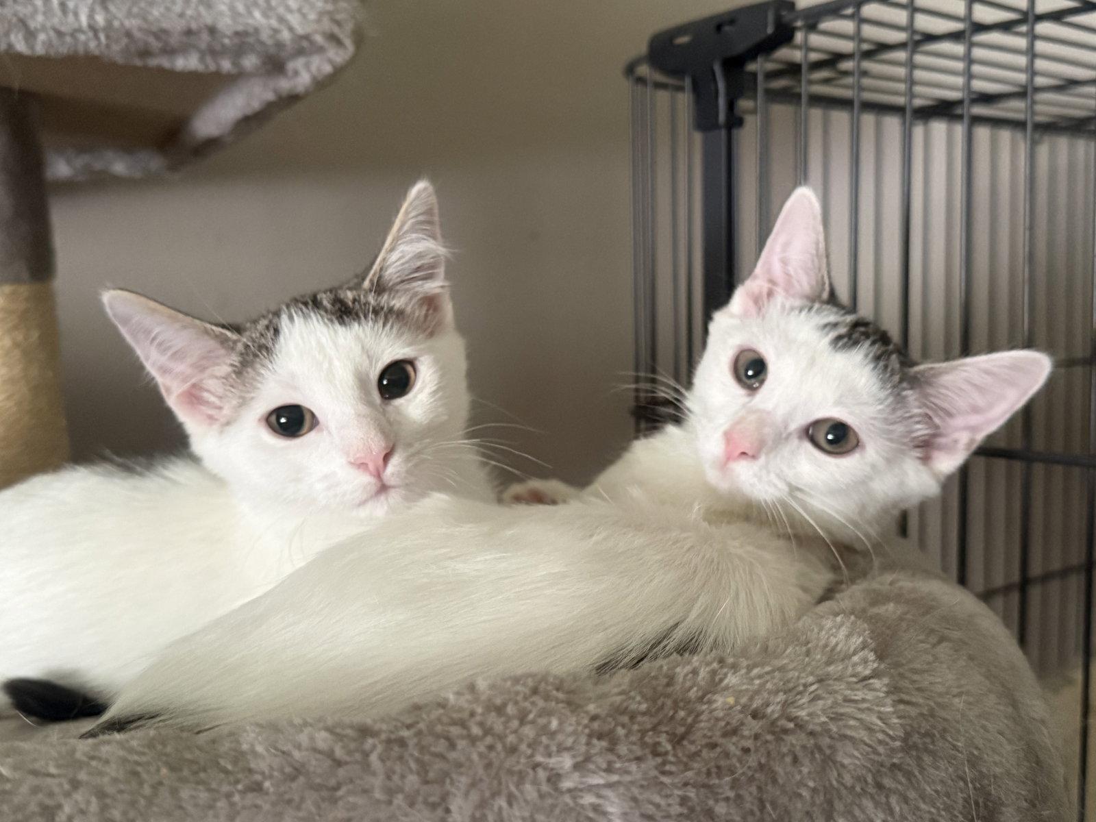 Enlarge Lexy, a Adoptable Domestic Short Hair in Fenton, MO image 2/3