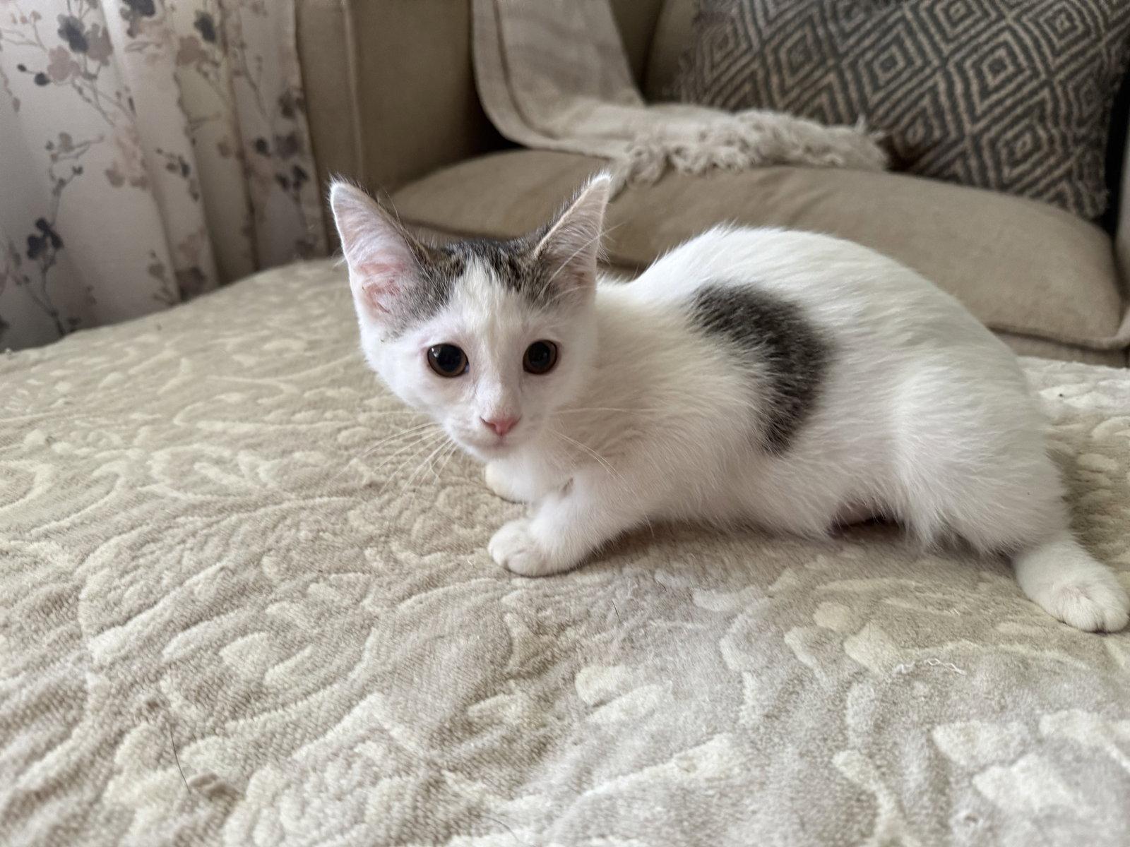 Lexy, a Adoptable Domestic Short Hair in Fenton, MO image 2/2