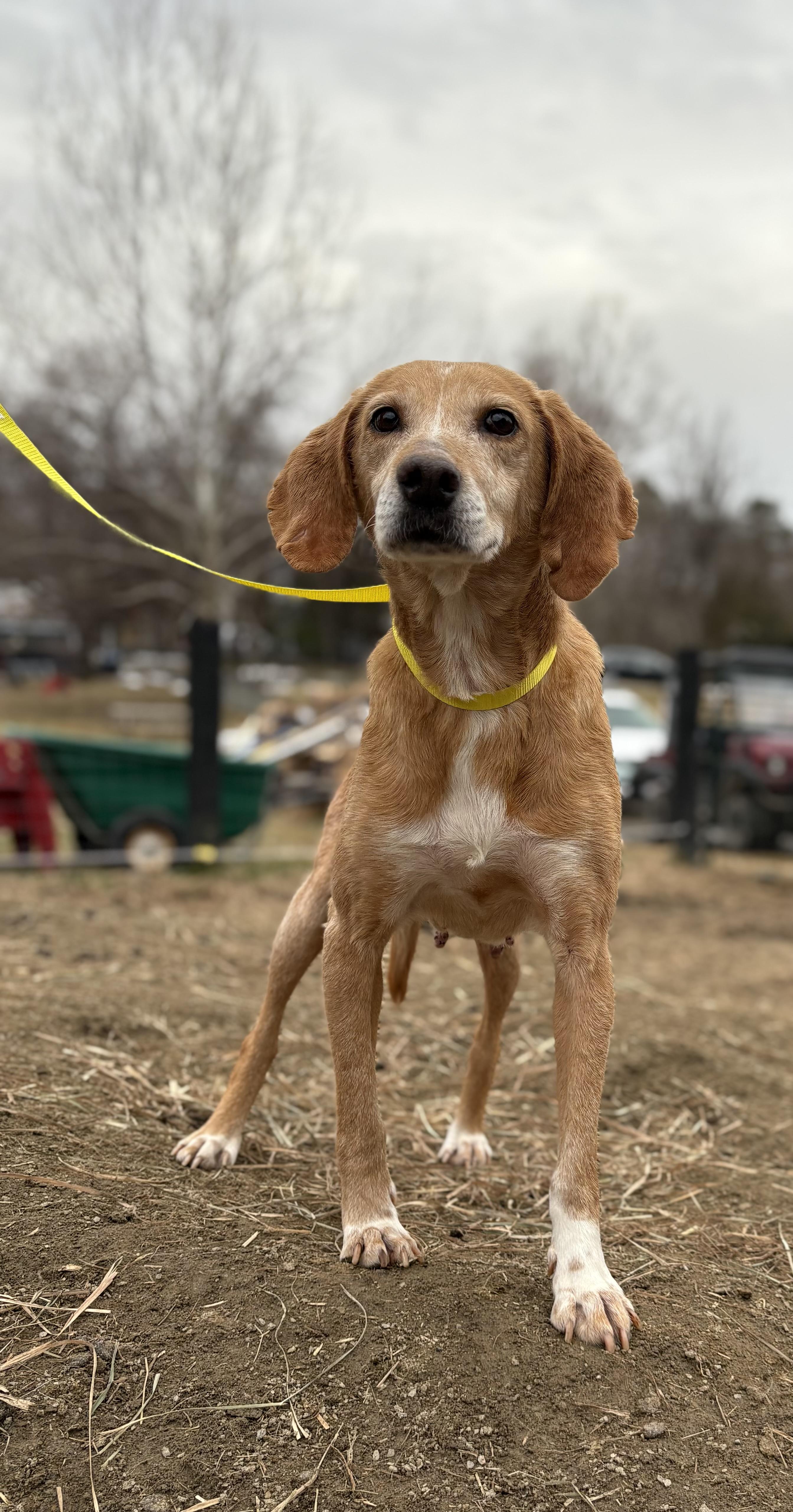 Iris, ADOPTABLE, Senior Female Hound.