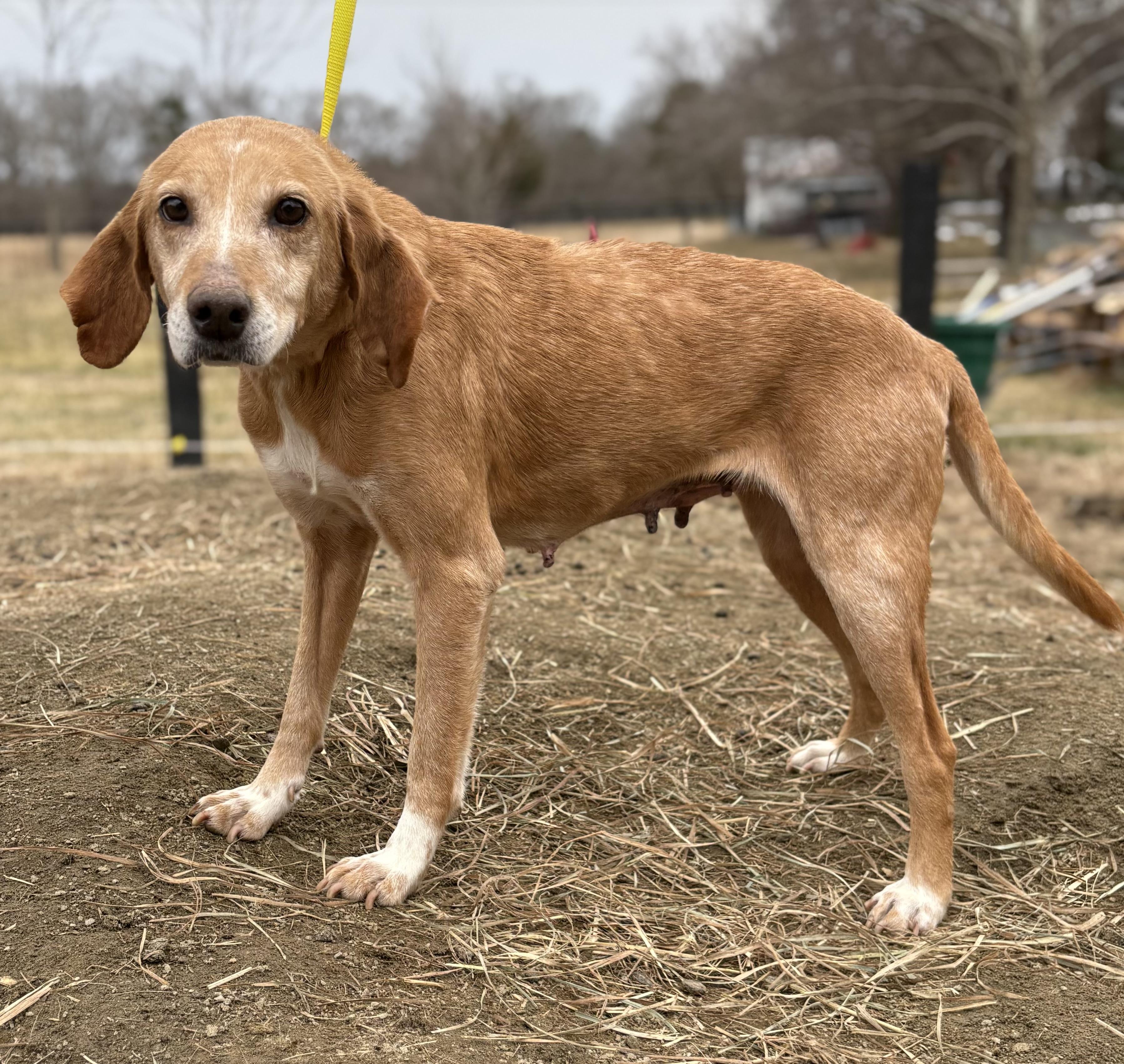 Iris, a ADOPTABLE mixed breed in Louisa, VA image 4/4