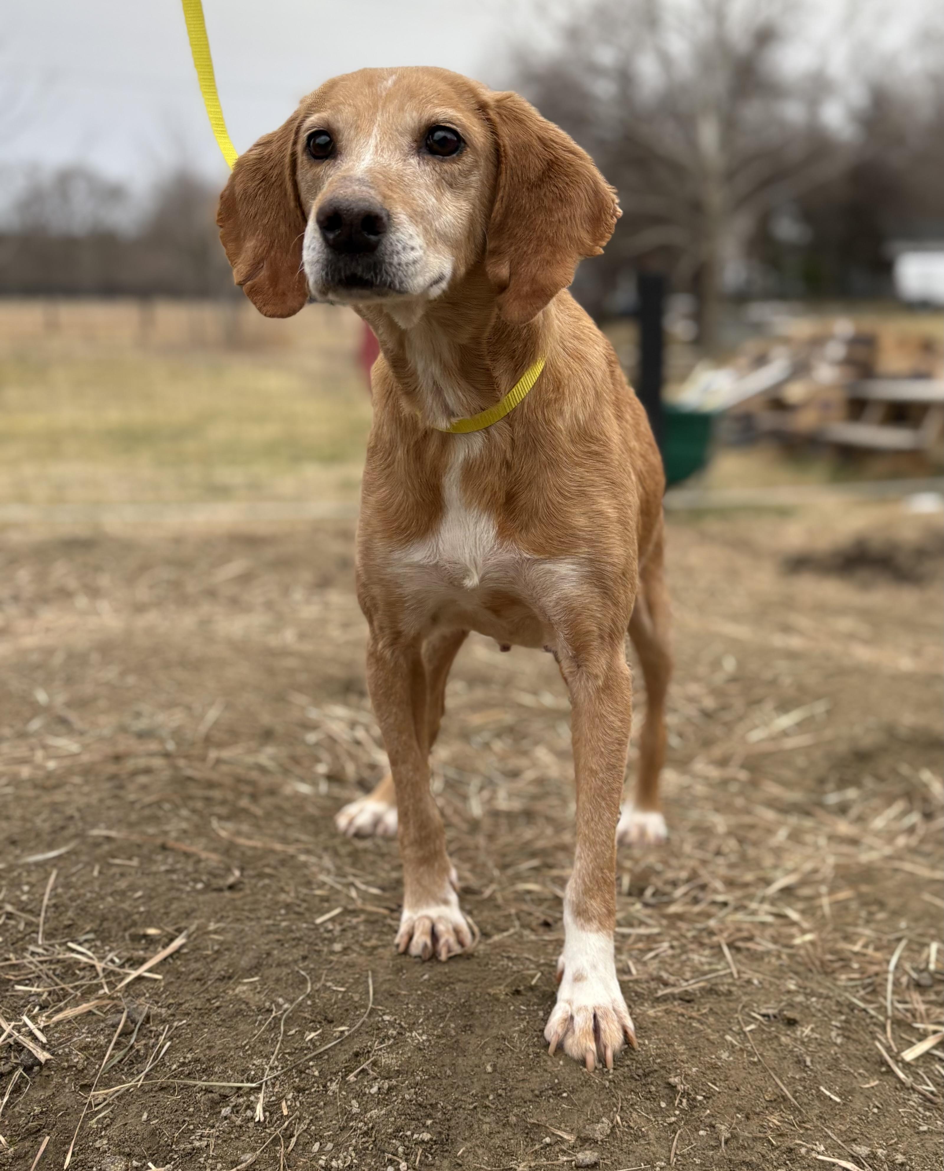 Iris, a ADOPTABLE mixed breed in Louisa, VA image 2/4