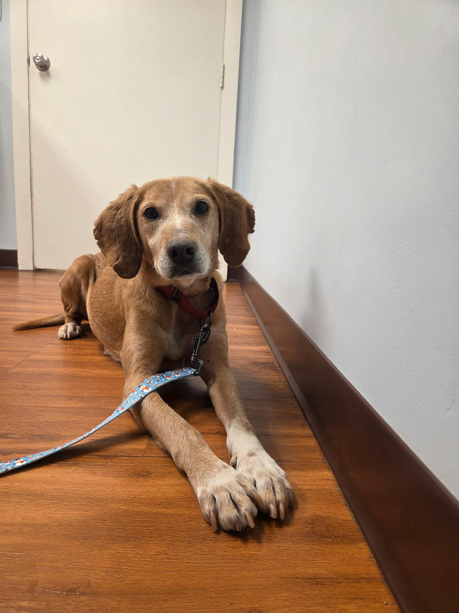 Iris, ADOPTABLE, Senior Female Hound.