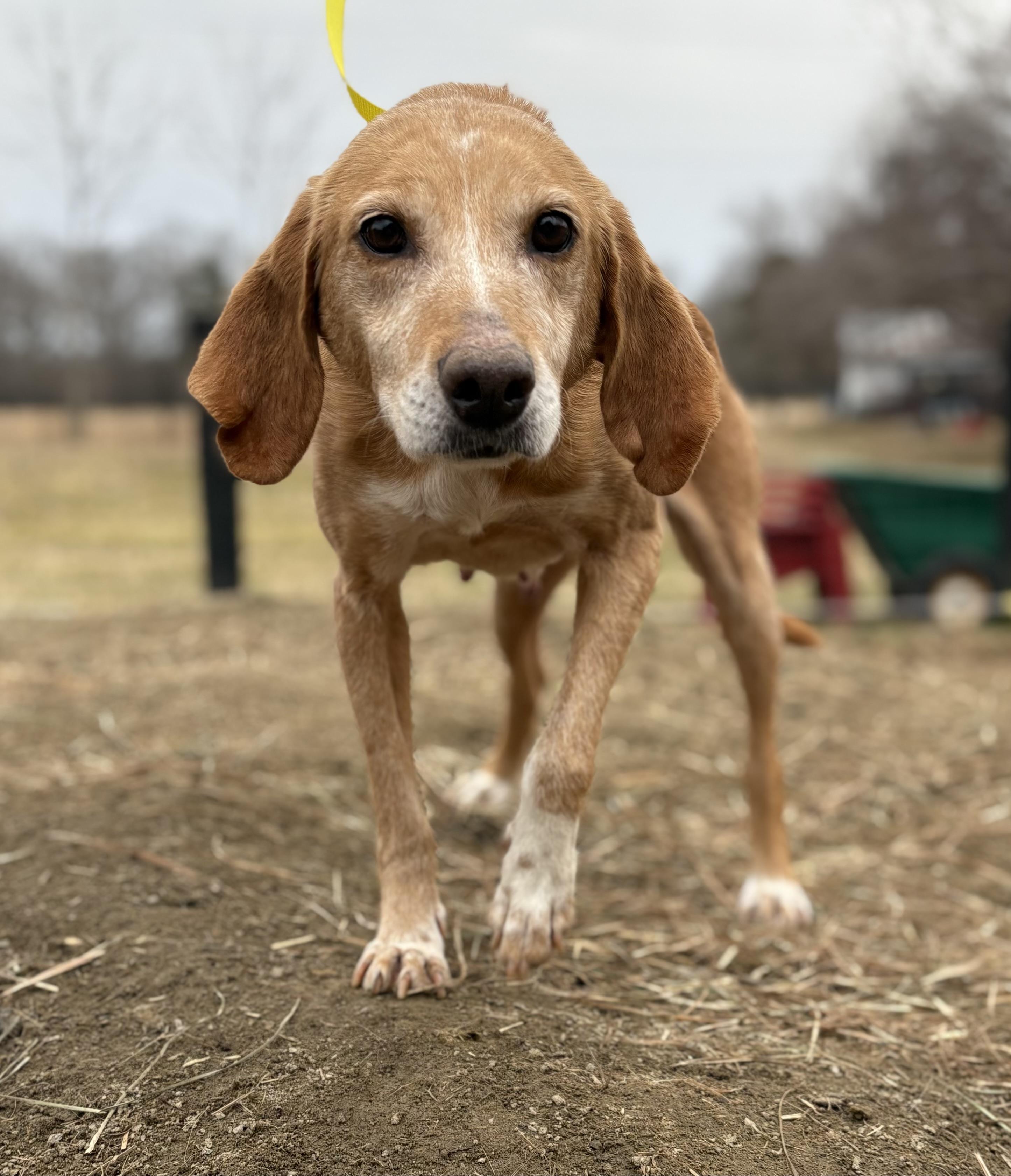 Iris, a ADOPTABLE mixed breed in Louisa, VA image 3/4