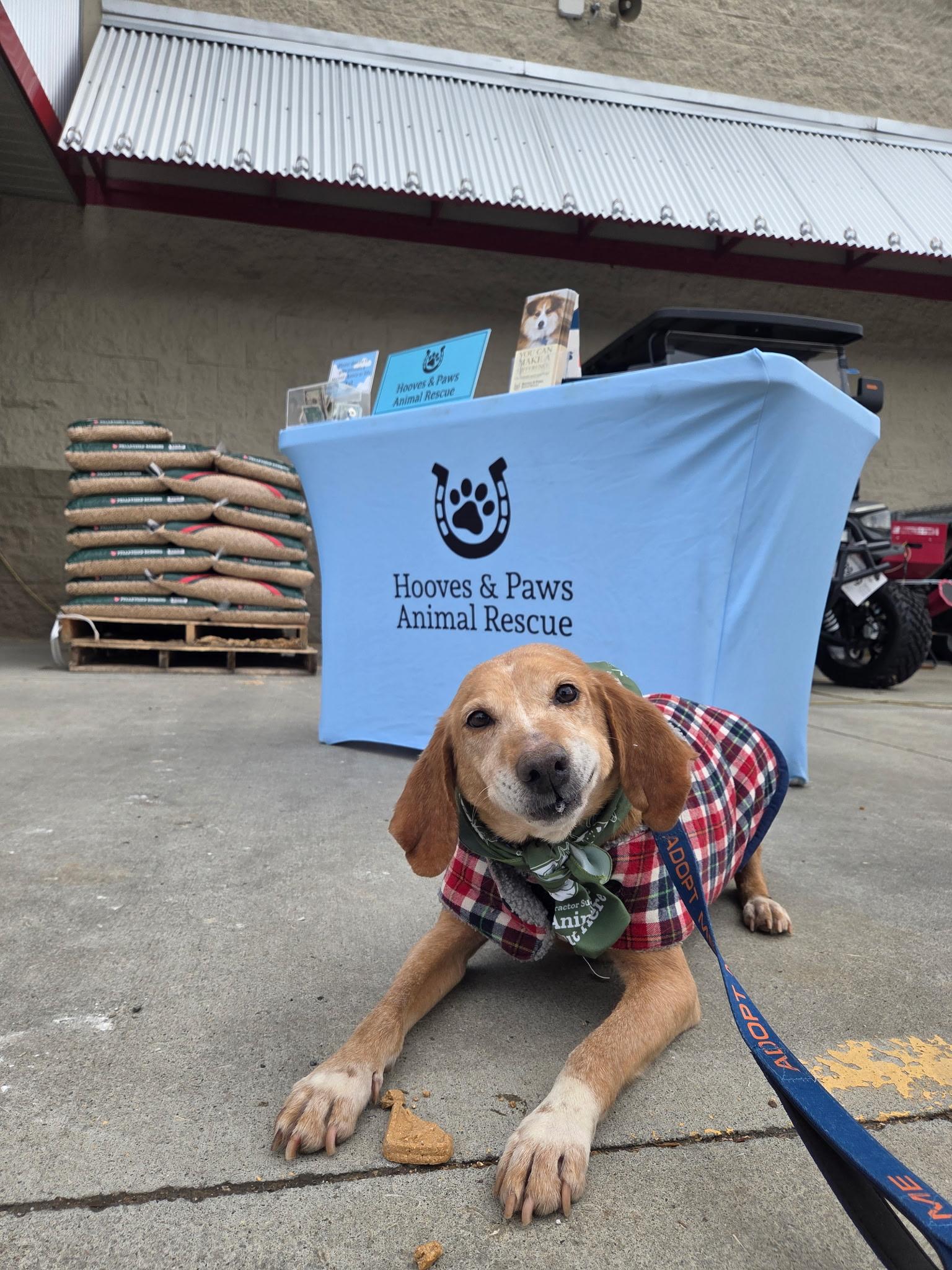 Enlarge Iris, a ADOPTABLE mixed breed in Louisa, VA image 2/5