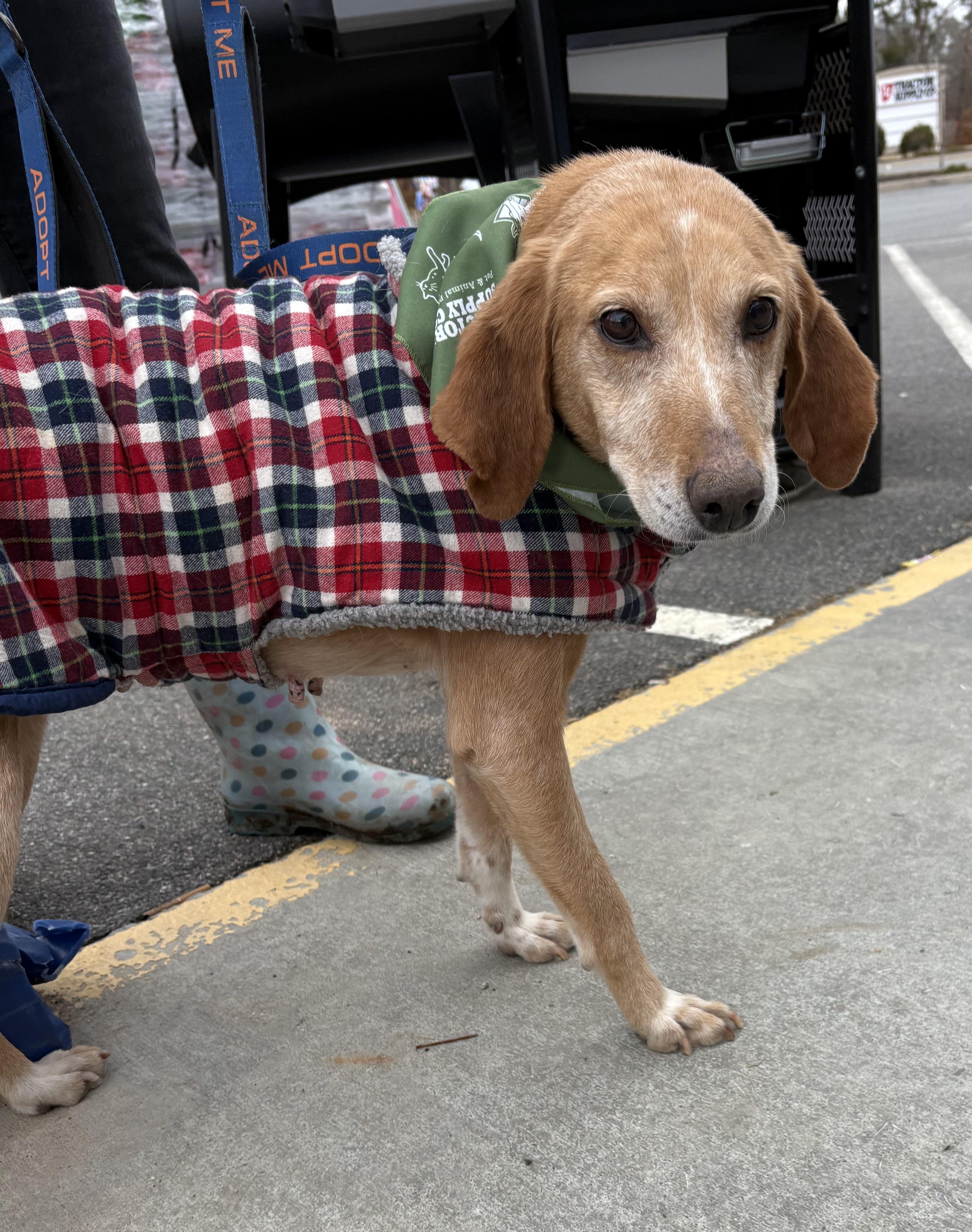 Enlarge Iris, a ADOPTABLE mixed breed in Louisa, VA image 3/5