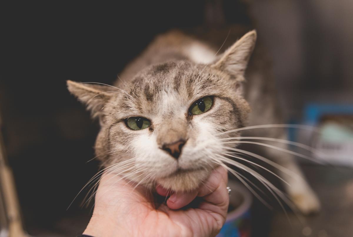 Cubby, Adoptable, Adult Male Domestic Short Hair.
