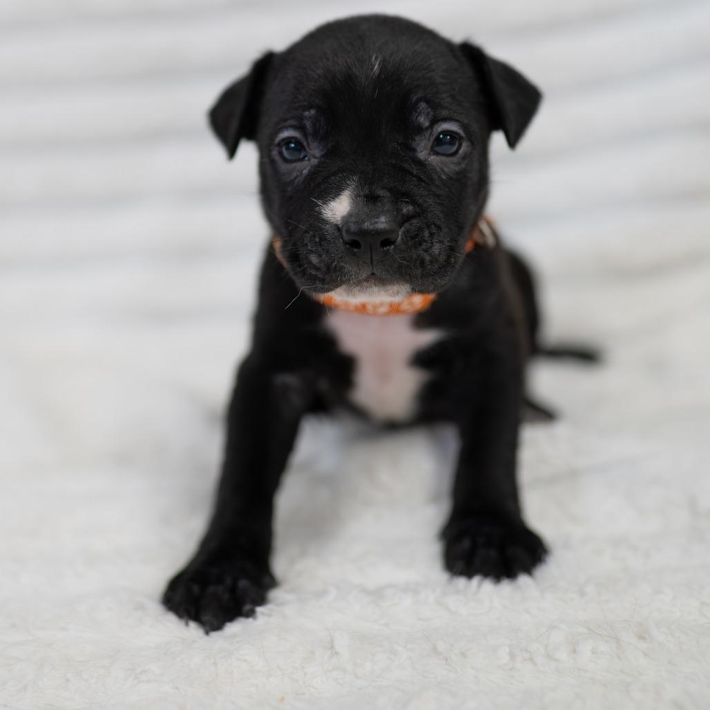 Enlarge Silas, a Adoptable mixed breed in Fulton, MO image 1/2