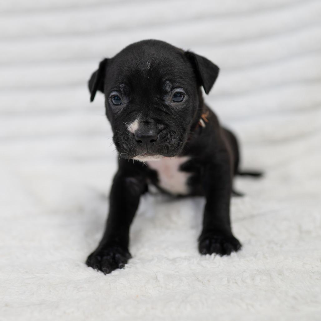 Enlarge Silas, a Adoptable mixed breed in Fulton, MO image 2/2