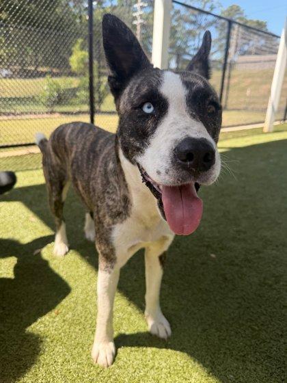 Enlarge Hershey, a Adoptable mixed breed in Daphne, AL image 1/3