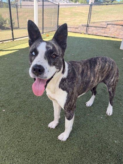 Enlarge Hershey, a Adoptable mixed breed in Daphne, AL image 2/3