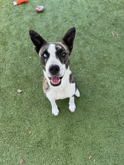 Enlarge Hershey, a Adoptable mixed breed in Daphne, AL image 3/3