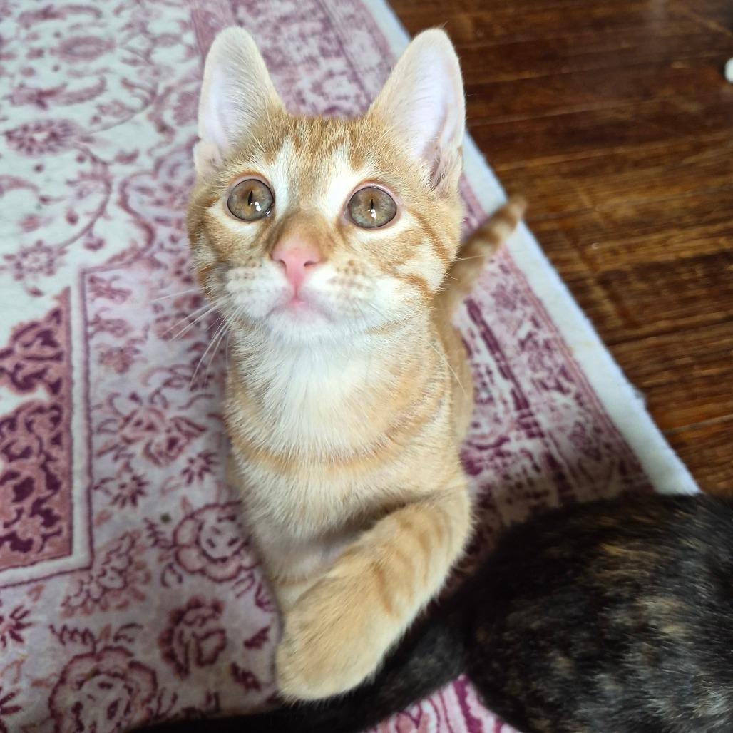 Enlarge Flareon, a Adoptable Domestic Short Hair in Lexington, KY image 1/6