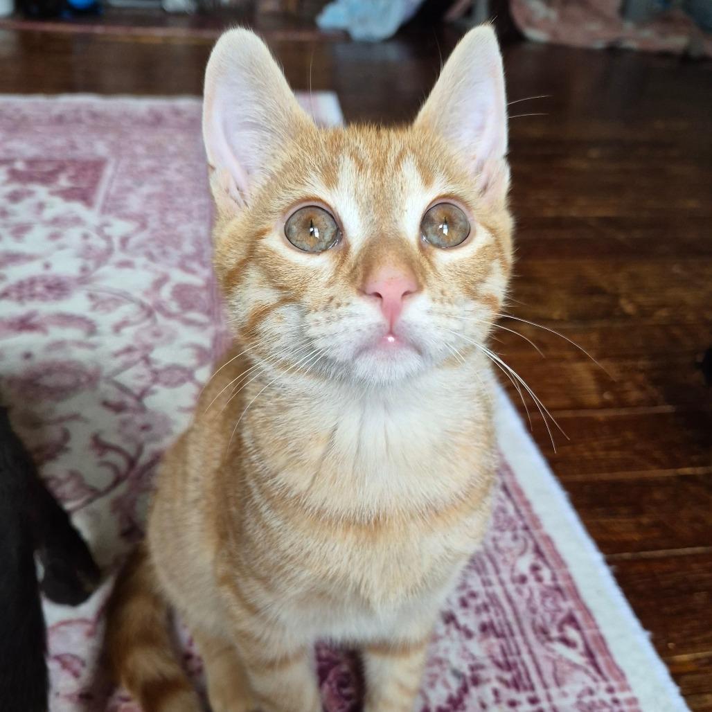 Enlarge Flareon, a Adoptable Domestic Short Hair in Lexington, KY image 2/6